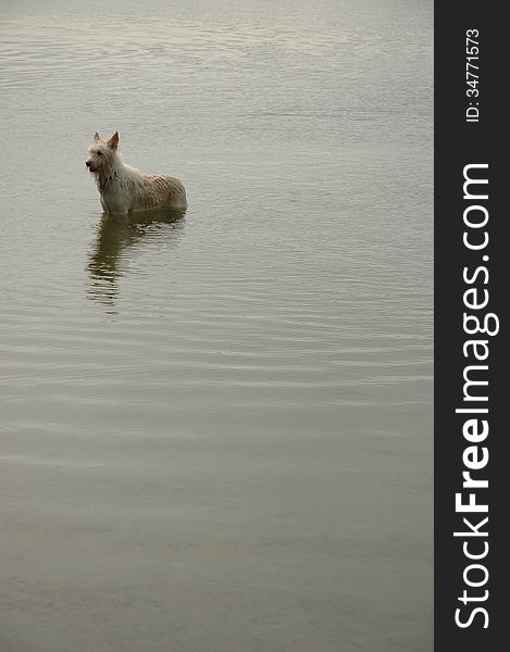 Dog in a pond