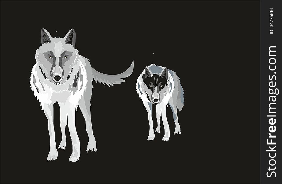 Illustration of wolfes isolated on black. Illustration of wolfes isolated on black