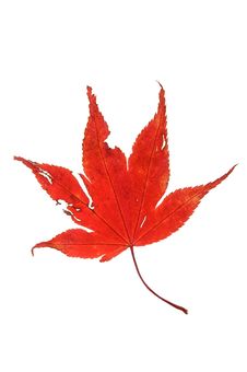 Red Maple Leaf Stock Image