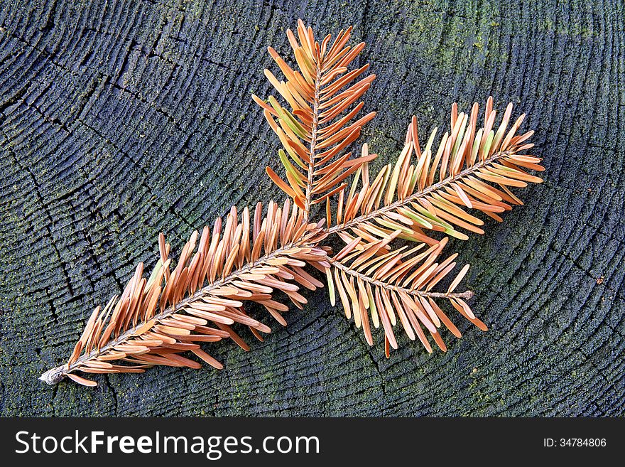 Dry twig spruce on old stump. Dry twig spruce on old stump