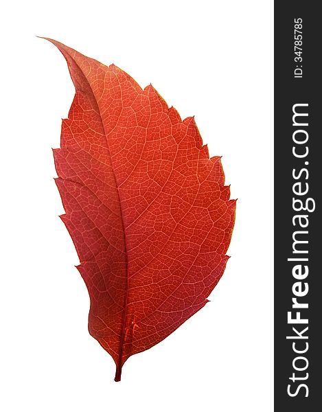 Red woodbine leaf in backlight isolated on white background