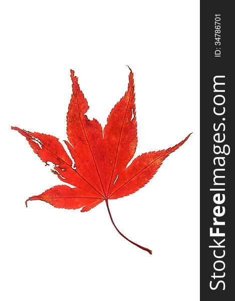 Red maple leaf in backlight isolated on white background