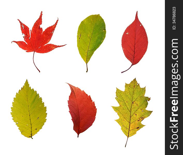 Six colourful autumn leaves isolated on white background