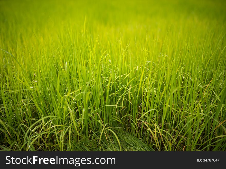 Green field of young rice plant