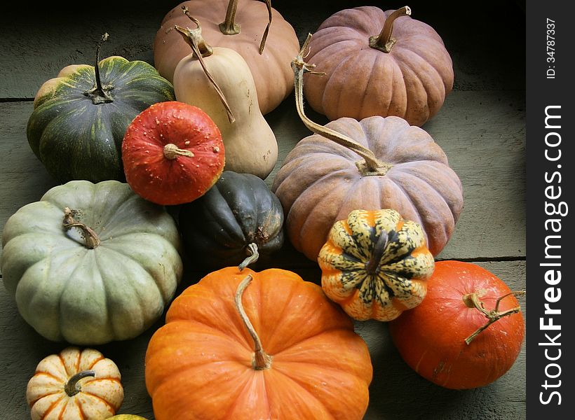 Assorted Multi Colored Pumpkins