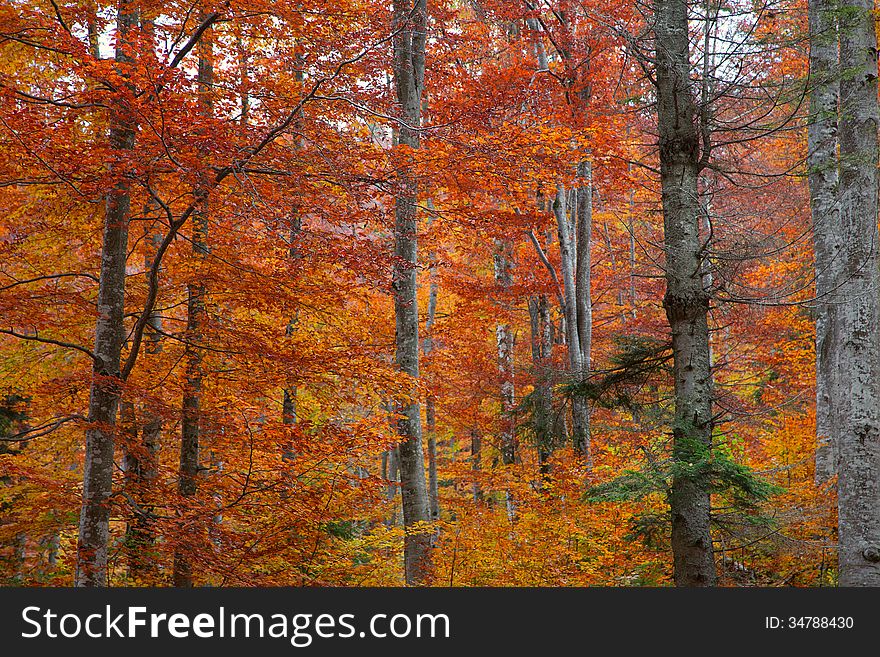 Autumn forest in Transilvania, romania
