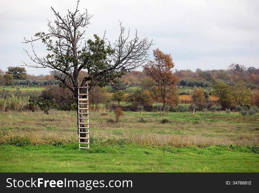 Alone charry tree with ladder in empty meadow in season of fool. Alone charry tree with ladder in empty meadow in season of fool