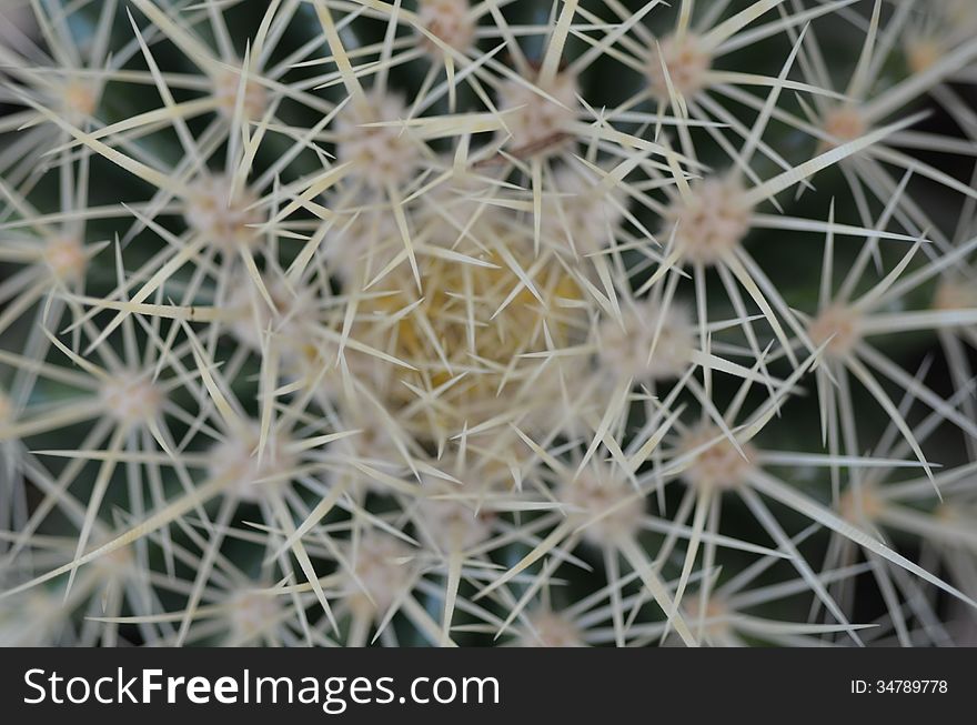 Many interlocking cactus plant needles that form an abstract pattern. Many interlocking cactus plant needles that form an abstract pattern.