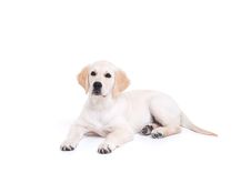 Labrador Retriever Puppy Stock Images