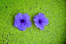 Duckweed Stock Photo Duckweed Stock Photo
