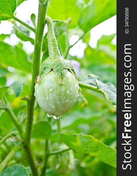 Green eggplant growing at a farm in Thailand