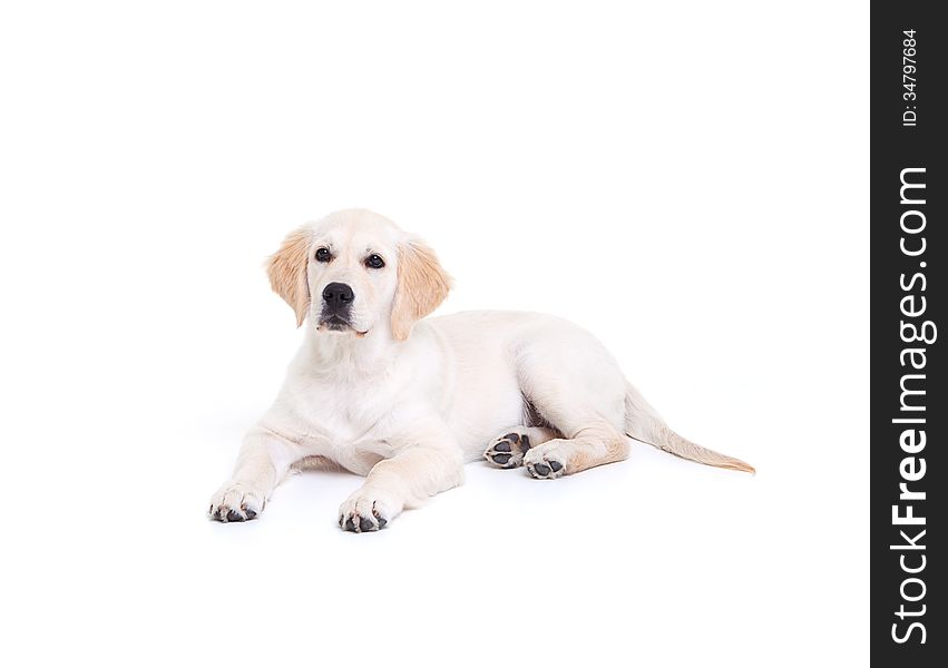 Labrador retriever puppy on the white background