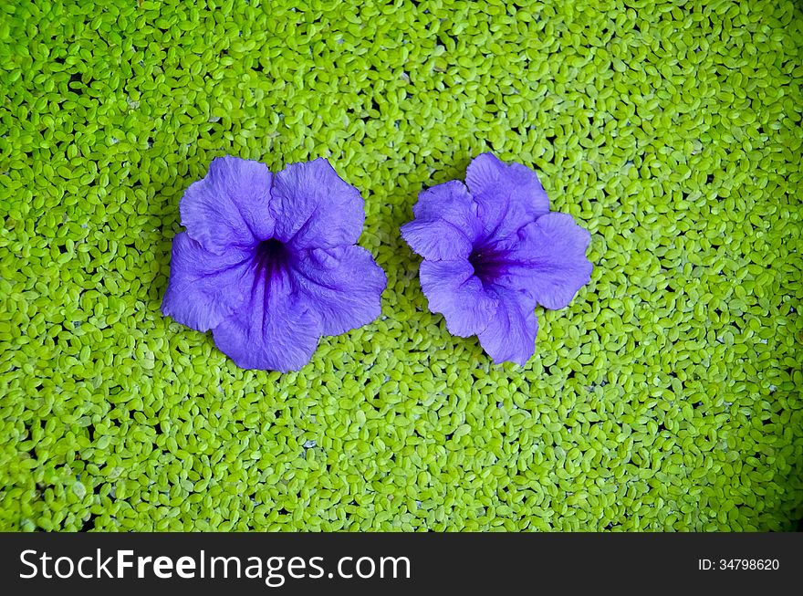 Ruellia squarrosa drop on Duckweed