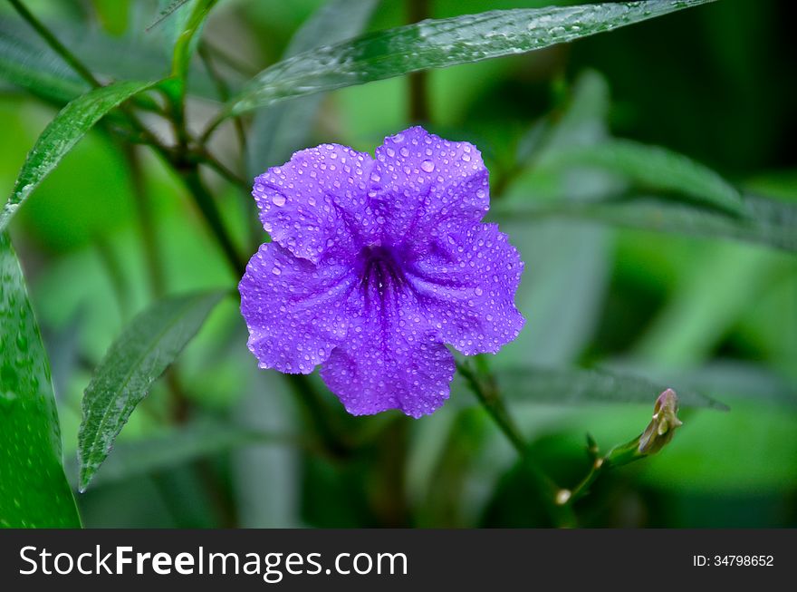 Ruellia squarrosa is blooming in the garden beautiful spring flower wet with rain drops. Ruellia squarrosa is blooming in the garden beautiful spring flower wet with rain drops