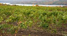 Vineyard Stock Image Vineyard Stock Image