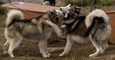 Eskimo Dogs Royalty Free Stock Photography