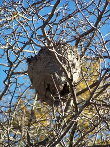 Hornet S Nest Royalty Free Stock Photography