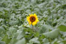 Sunflower In The Filed Royalty Free Stock Photos Sunflower In The Filed Royalty Free Stock Photos