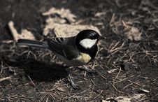 Free Titmouse Stock Images - 3485804