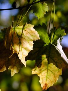 Vineyard Leaves Royalty Free Stock Photography Vineyard Leaves Royalty Free Stock Photography