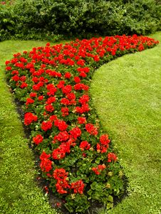 Red Flowers In Royal Park Royalty Free Stock Photo Red Flowers In Royal Park Royalty Free Stock Photo