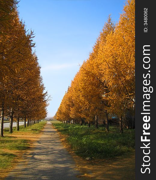 Autumn park with yellow tree on blue sky. Autumn park with yellow tree on blue sky