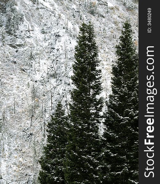 Fallen trees on mountainside with standing Pine trees in forground. Fallen trees on mountainside with standing Pine trees in forground