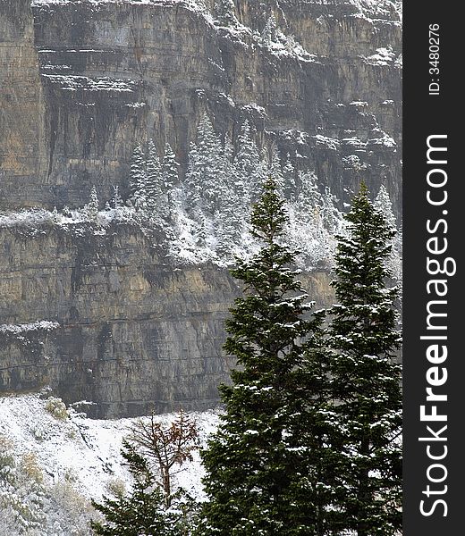 Snow covered trees and cliff on mountain. Snow covered trees and cliff on mountain