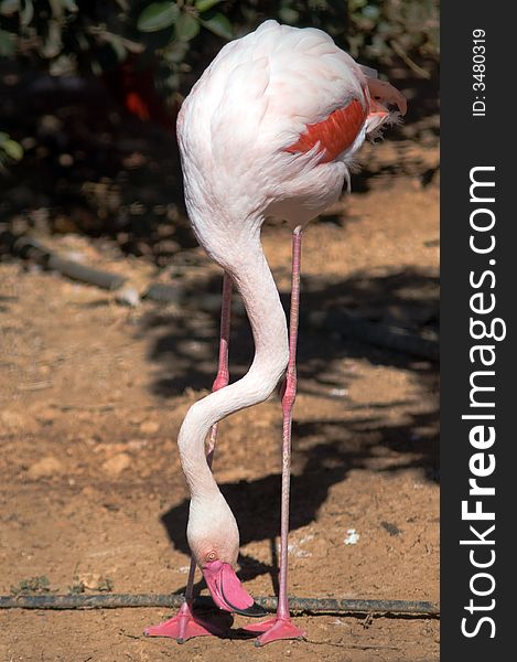 Pink flamingo with curved neck at sunny summer day