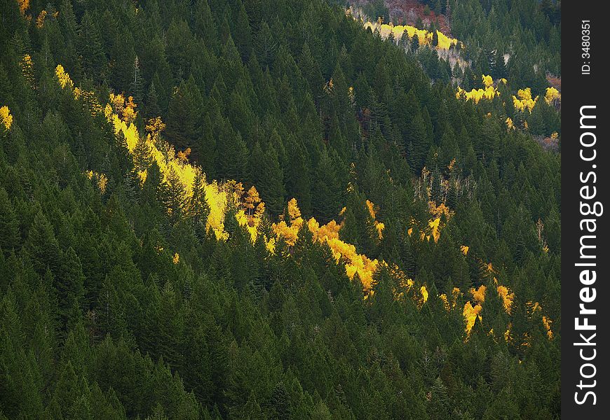 Yellow Aspen leaves on hillside of pine trees. Yellow Aspen leaves on hillside of pine trees