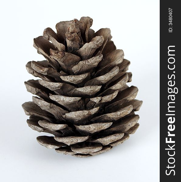 Photo of a fall of pine-cone
