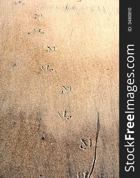 Footprints of seagull on the sand at the beach. Footprints of seagull on the sand at the beach