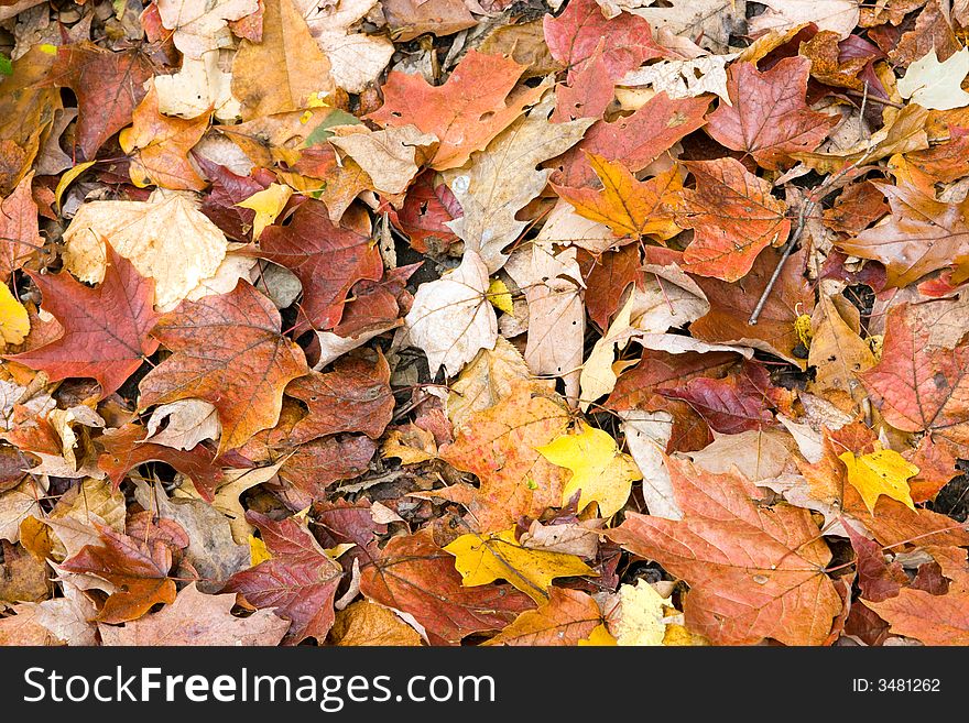 Carpet of fall leaves with multiple colors. Carpet of fall leaves with multiple colors