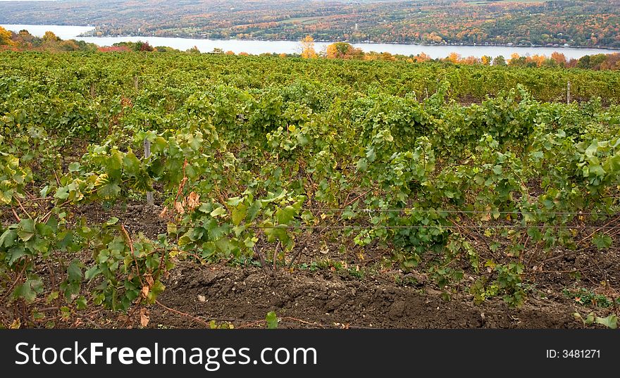 Vineyard on Keuka Lake, with the lake and autumn trees in the background