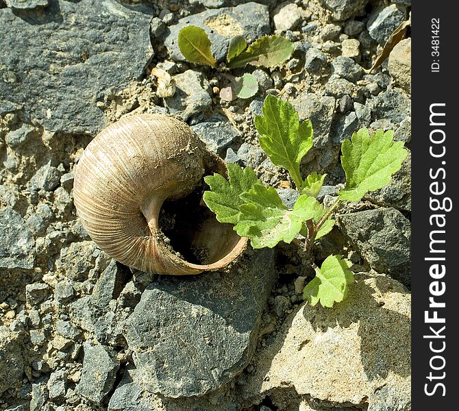 An empty snail shell behind a young plant in a hot stone pit