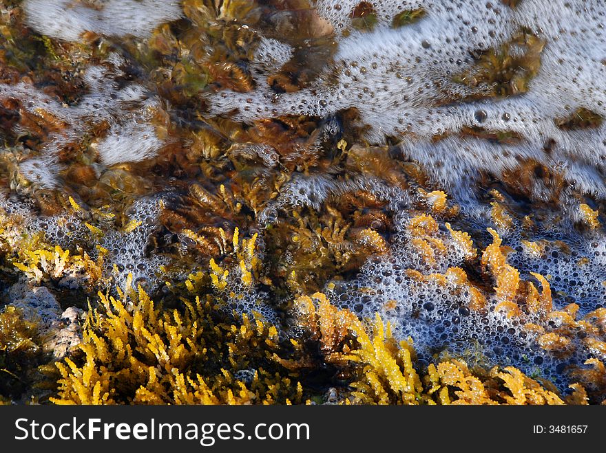 Sea wather and sea plants. Sea wather and sea plants..