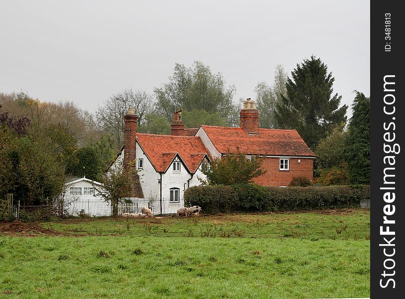 Autumn scene of a row of Cottages in Rural England with Pigs in a Field to the front. Autumn scene of a row of Cottages in Rural England with Pigs in a Field to the front