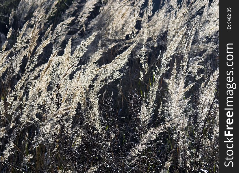 Golden ornamental grasses growing wild in the woods