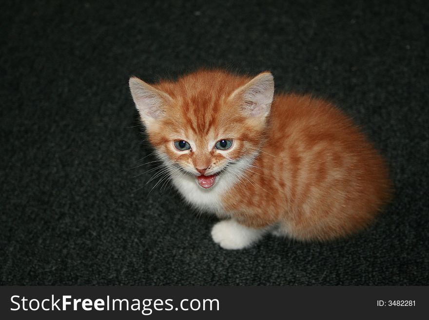 Cute little red cat miaowing. Cute little red cat miaowing
