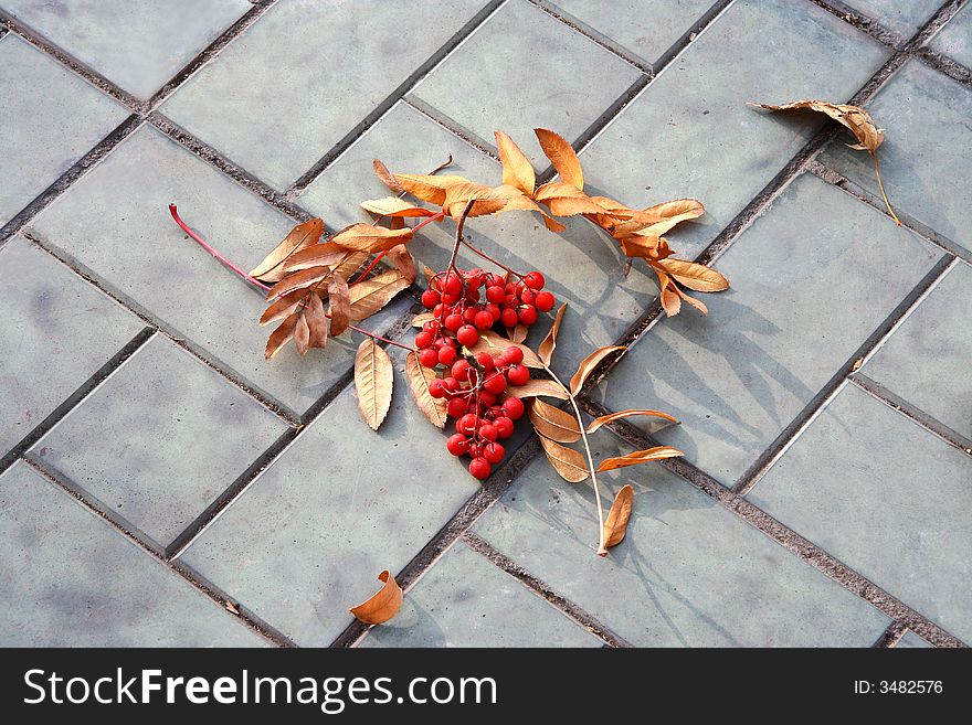 Berries of a mountain ash on concrete sidewalk. Berries of a mountain ash on concrete sidewalk.