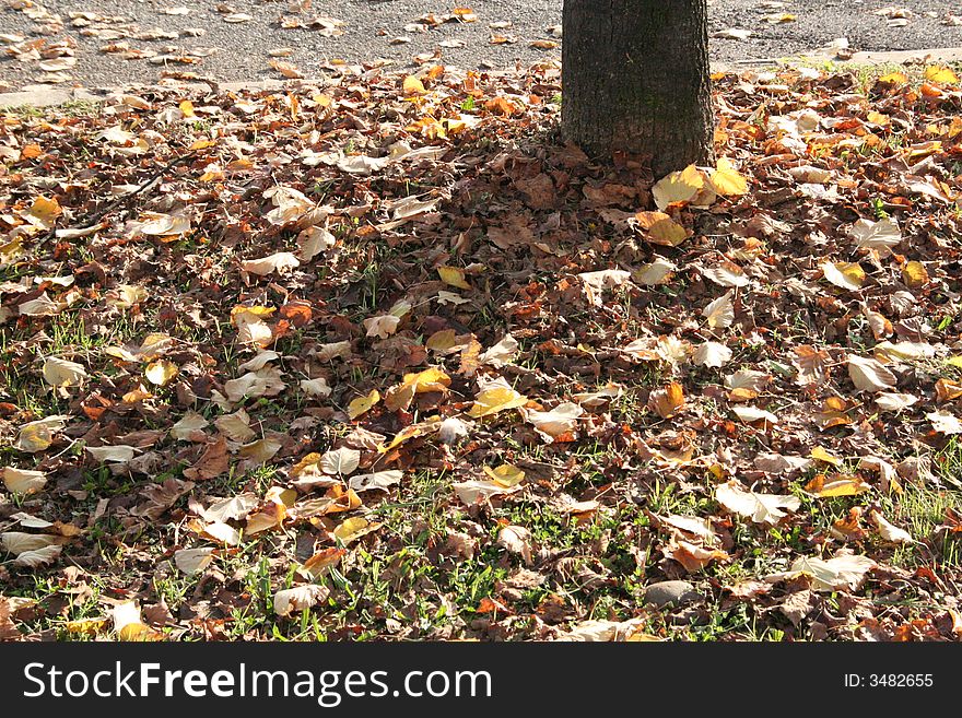 brown leafs in the street