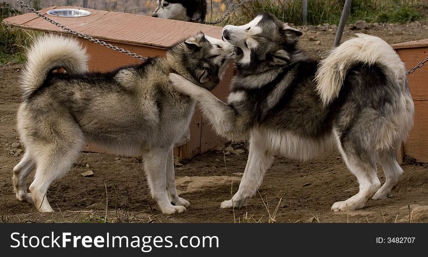 Eskimo Dogs