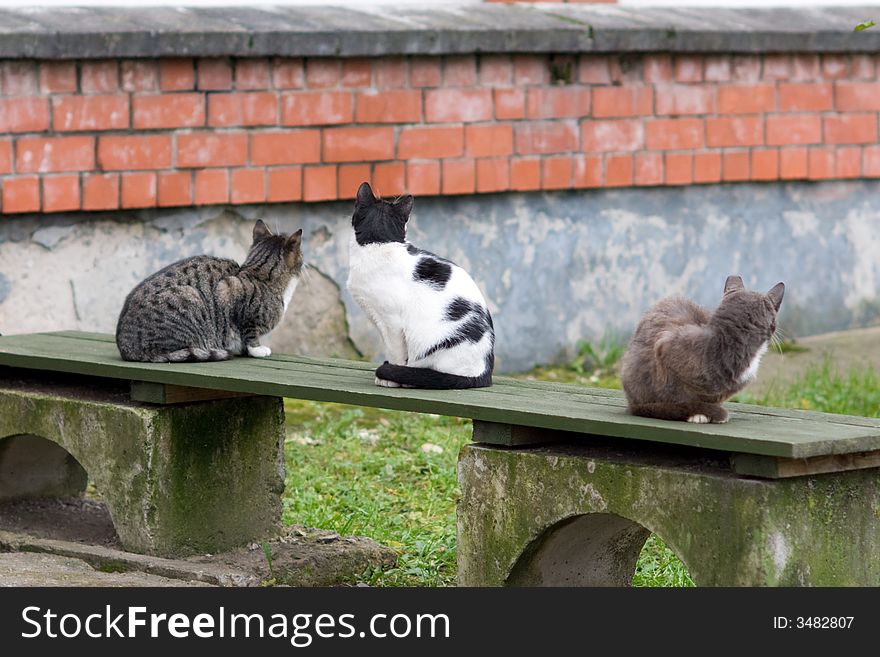 Three cats sitting on the bench and waiting for someone to feed them. Three cats sitting on the bench and waiting for someone to feed them