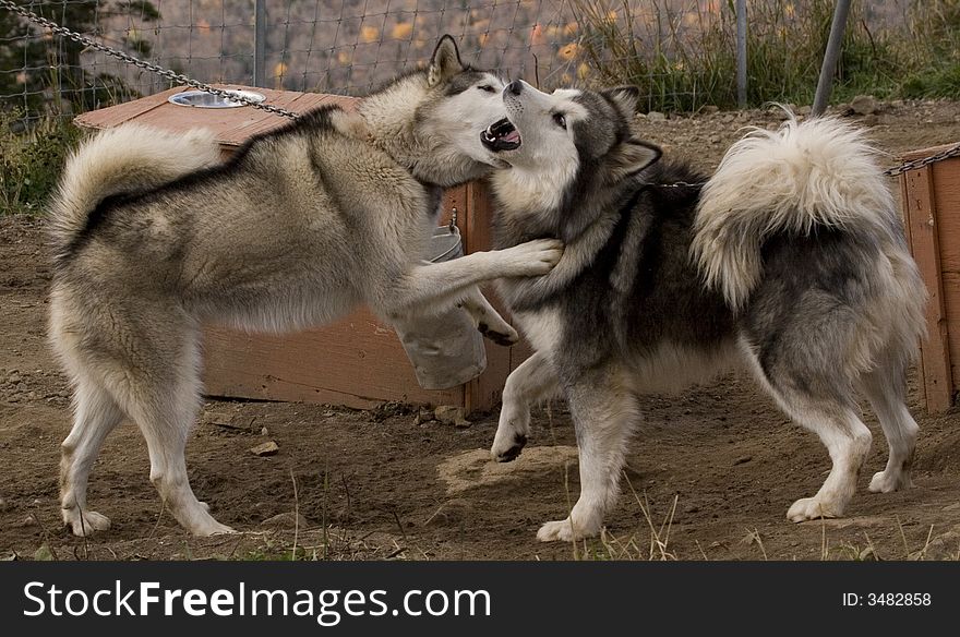 Eskimo Dogs pull sledges in winter here in quebec. And they have better time in other seasons. They are beautiful dogs. Eskimo Dogs pull sledges in winter here in quebec. And they have better time in other seasons. They are beautiful dogs.