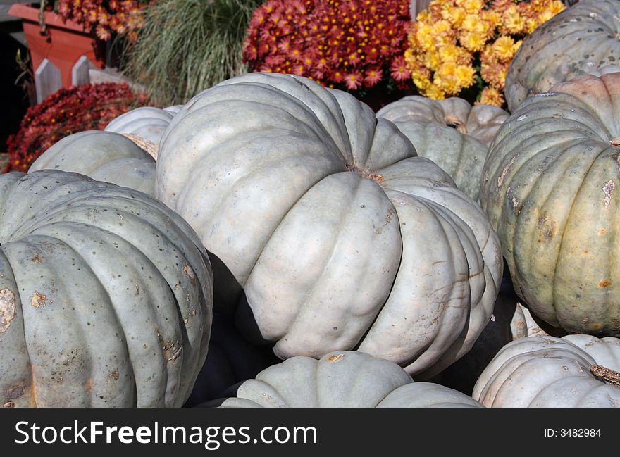 Pile Of White Pumpkins