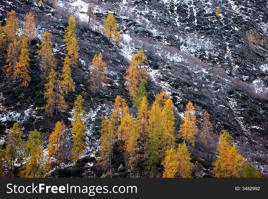 Changing colors in the Alps during early Fall; Italy. Changing colors in the Alps during early Fall; Italy.