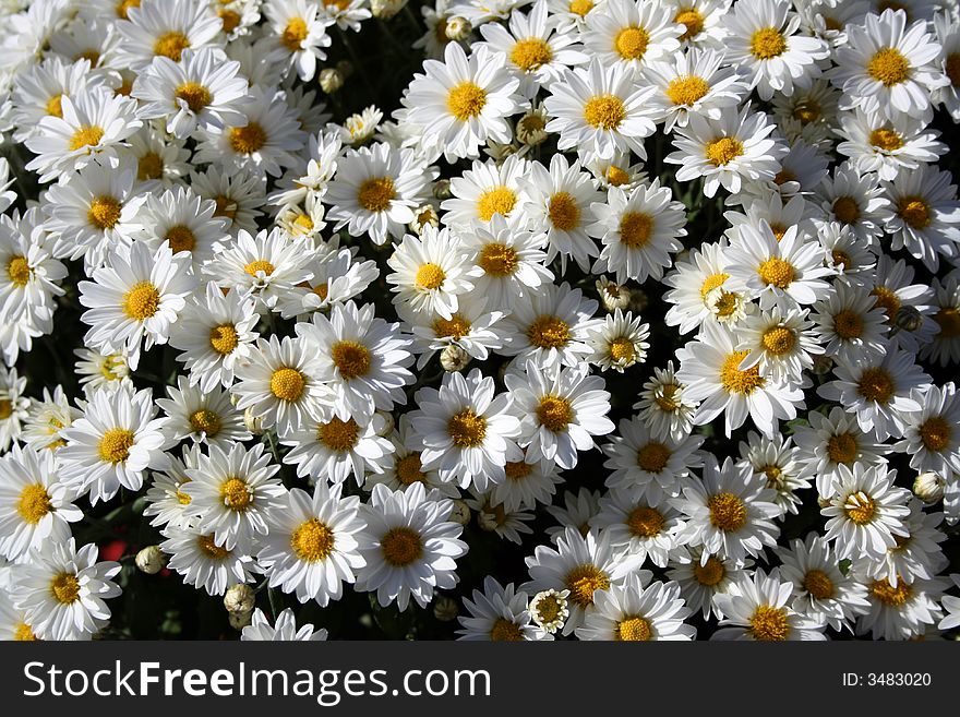 Bunch of Mums