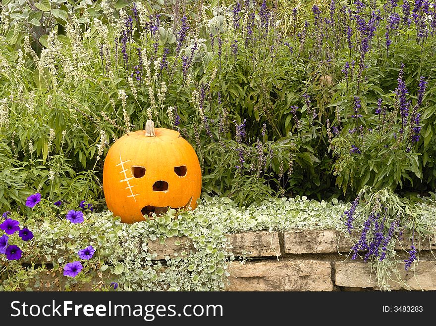 Range of emotions expressed in the pumpkin garden series-Scare Face. Range of emotions expressed in the pumpkin garden series-Scare Face