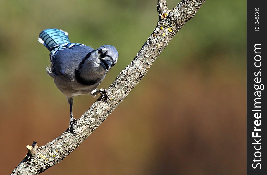 Texas Blue Jay with an inquisitive pose. Texas Blue Jay with an inquisitive pose.
