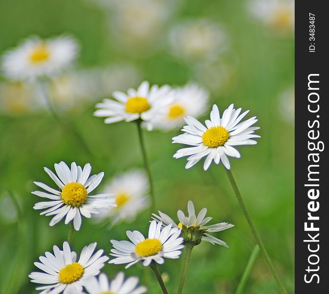 White daisies on a meadow